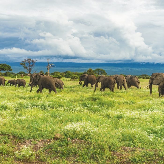 Słonie w Tanzanii