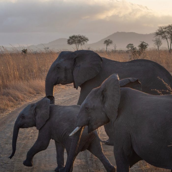 Słonie przechodzą przez drogę