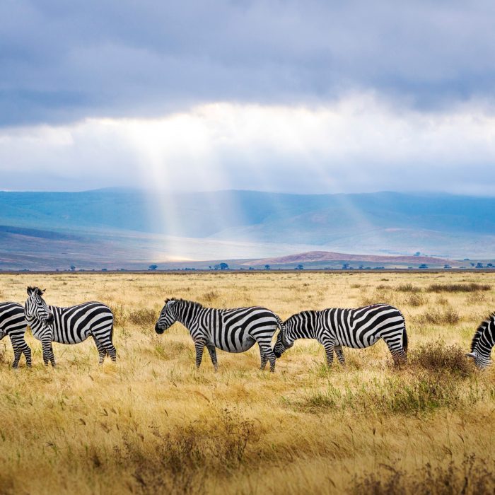 Zebry w Tanzanii
