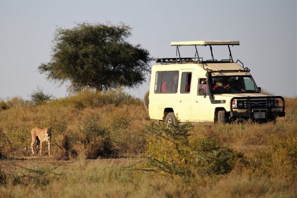 Safari w Tanzanii